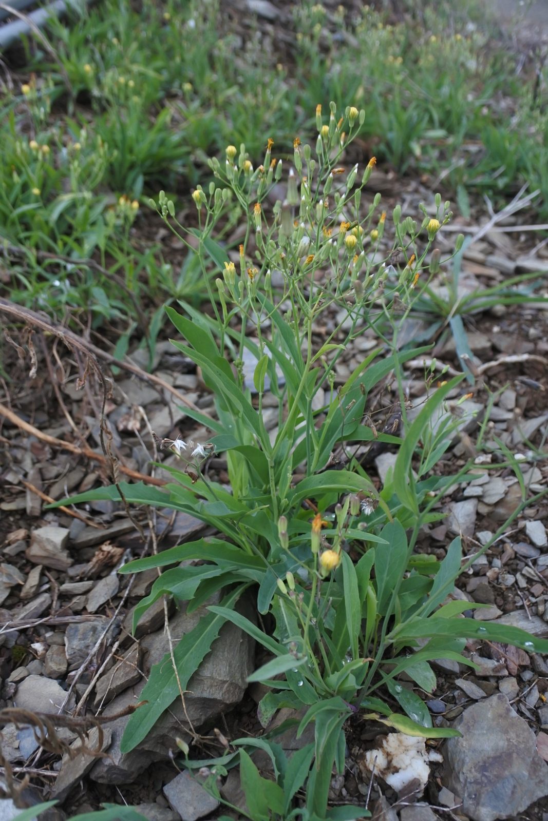 20260331 蒲公英與兔兒菜 兔兒菜2